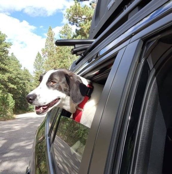 Meet your Posher, Woonie - Picture 1 of 1